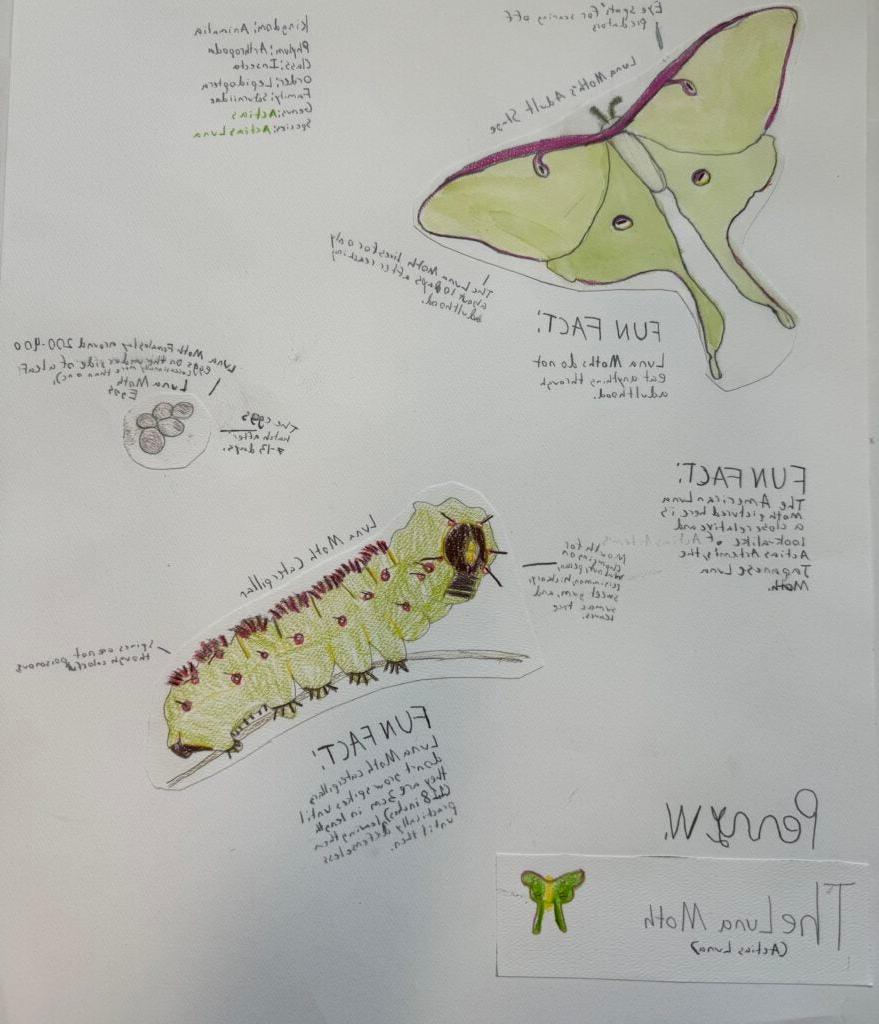 佩内洛普·威尔伯恩，六年级，“月亮蛾”，绘画